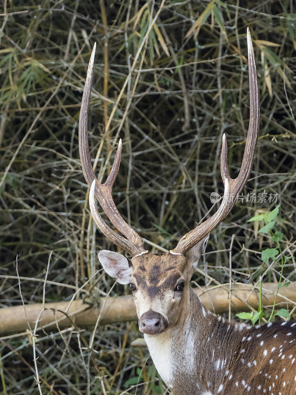 Chital又名Spotted Deer (Axis Axis)